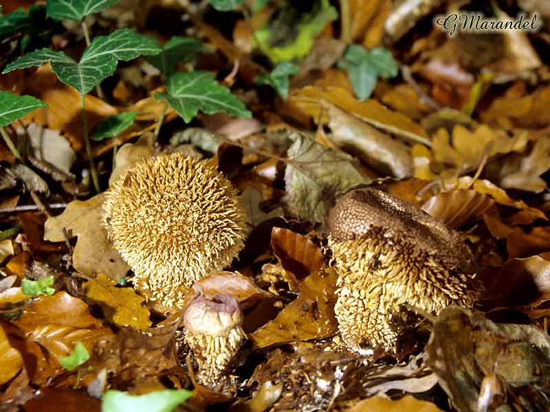 lycoperdon hechinatum