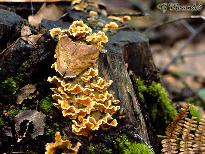 stereum hirsutum