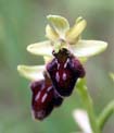 ophrys areignée 2