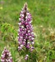 orchis militaire