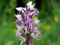 orchis militaire (détail)