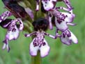 orchis pourpre (détail)