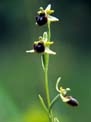 ophrys areignée