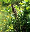 orchis brulée