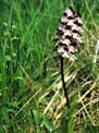 orchis pourpre 1