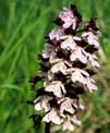 orchis pourpre 2