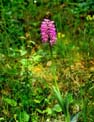 orchis singe