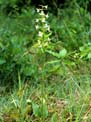 orchis vert