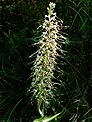 orchis bouc