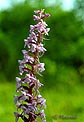 orchis moucheron