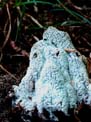 Ceratiomyxa fructilosa