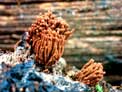 stemonitis ferruginosa