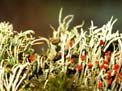 lichen 1