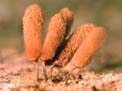 fructification des myxomycêtes