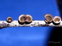 Cyathus_striatus