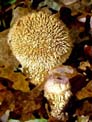 Lycoperdon_hechinatum