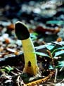Phallus_impudique