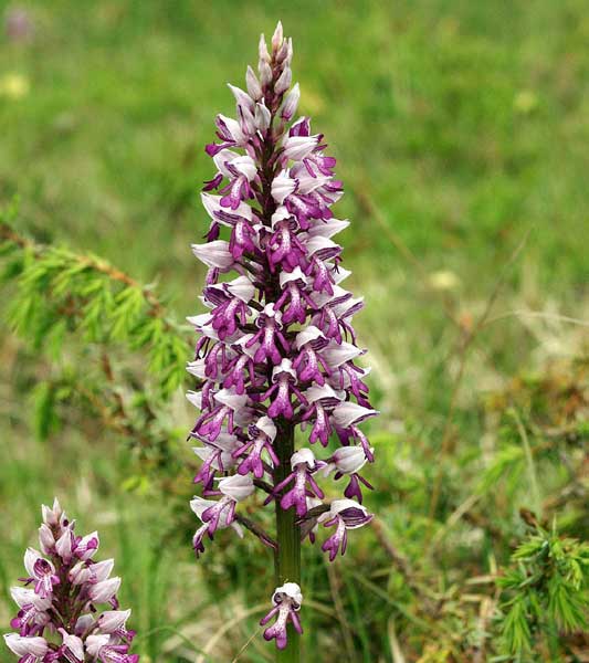 Orchis militaire