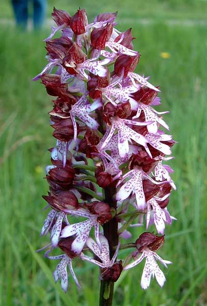 autre variantes d'orchis pourpre