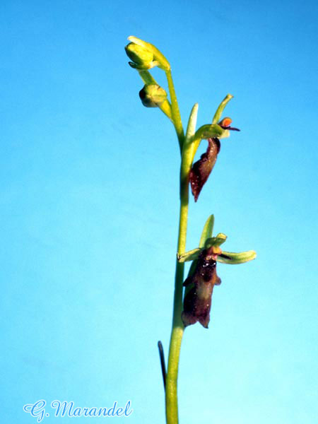 ophrys mouche