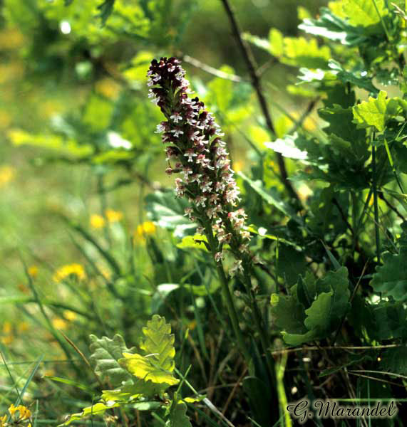 orchis brulée
