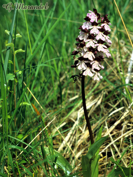 orchis pourpre