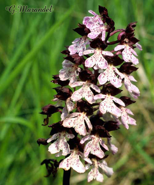 orchis pourpre (détails)