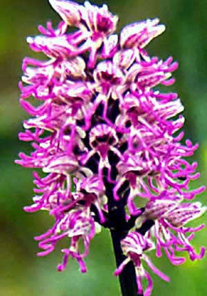 fleur en gros plan