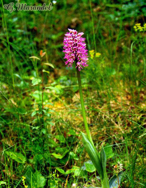 orchis singe