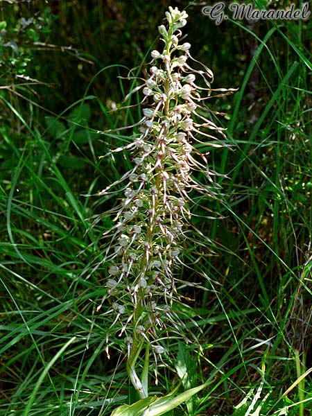 Orchis Bouc