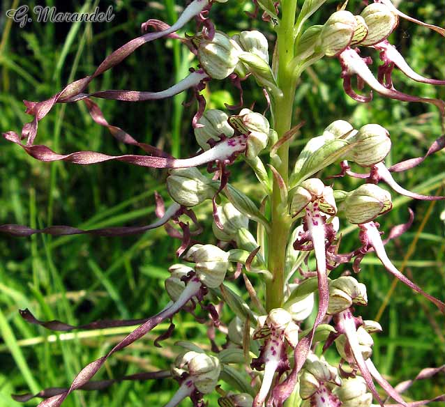 Orchis Bouc (détail)