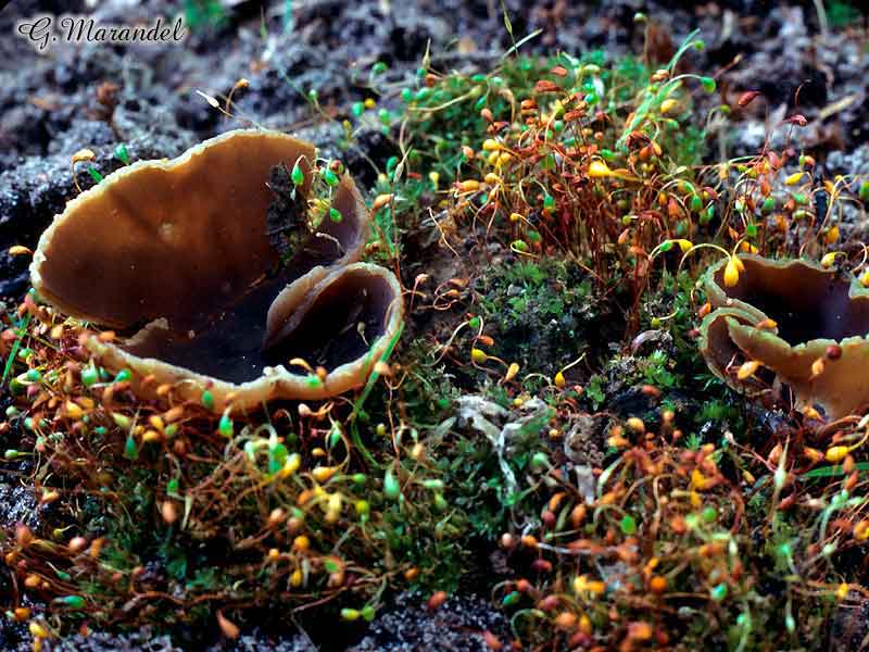 Aleuria umbrina