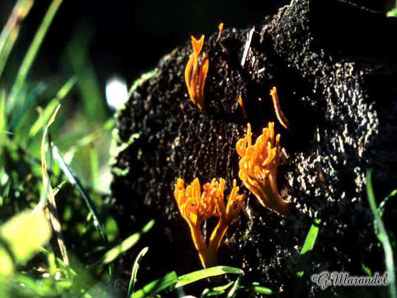 Calocera viscosa