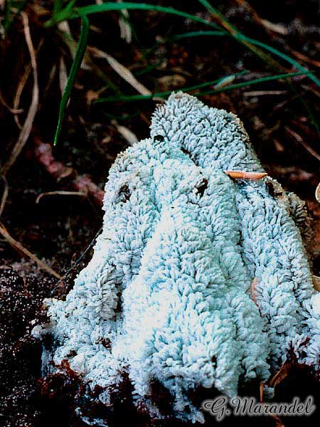Ceratiomyxa fructilosa