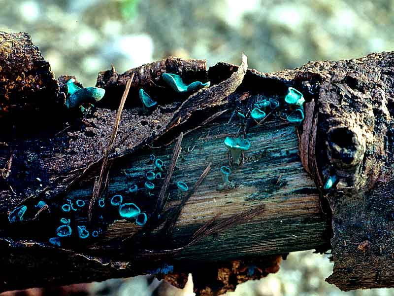 Chlorosplenium aeruginascens