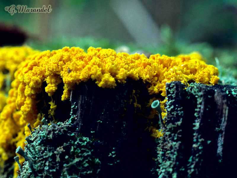 fuligo septica 1