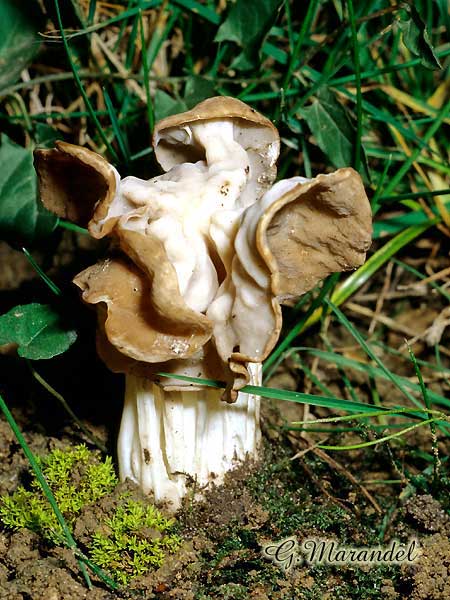 helvella crispa
