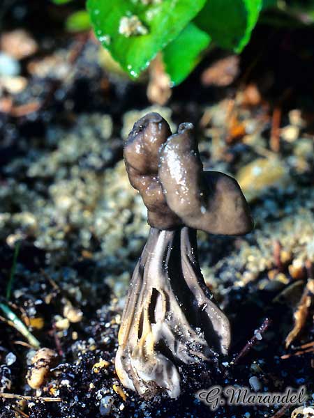 Helvella lacunosa
