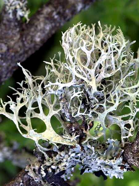 lichen fructileux