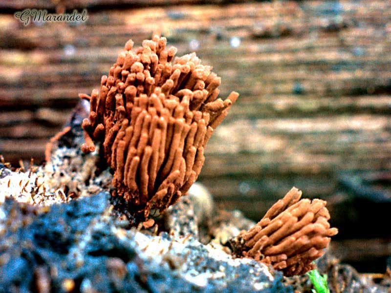 stemonitis ferruginosa