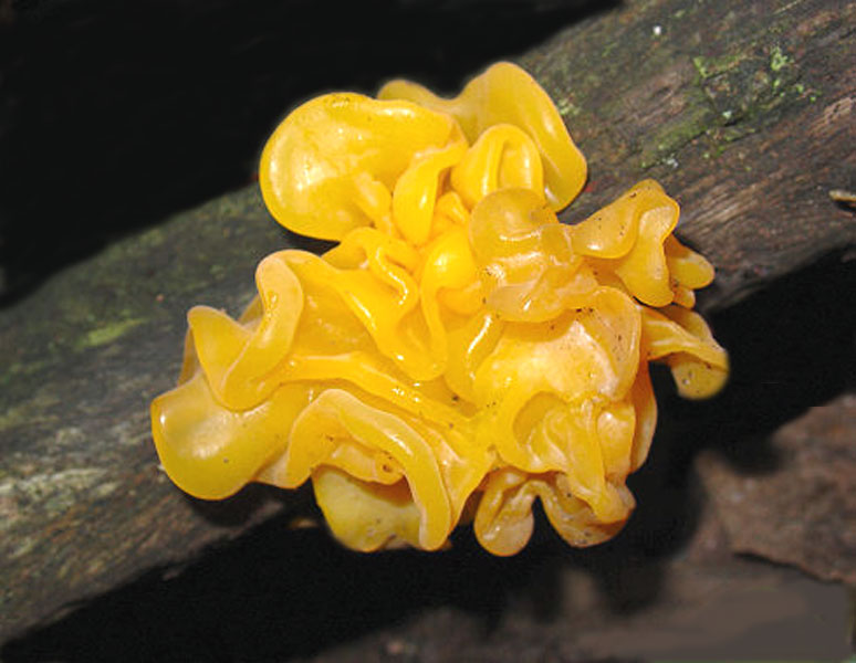 Tremella mésenterica