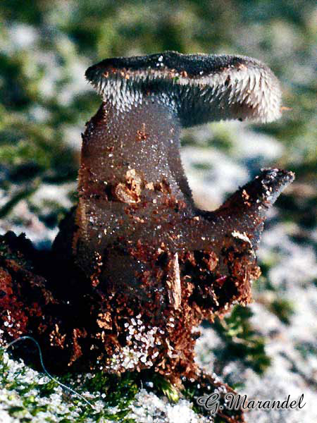 Tremellodon gélatinosum