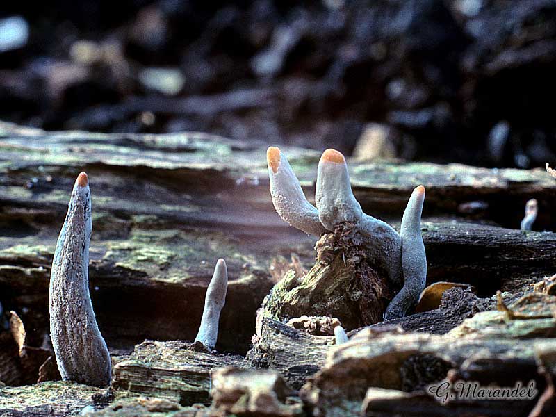 Xylaria hypoxylon