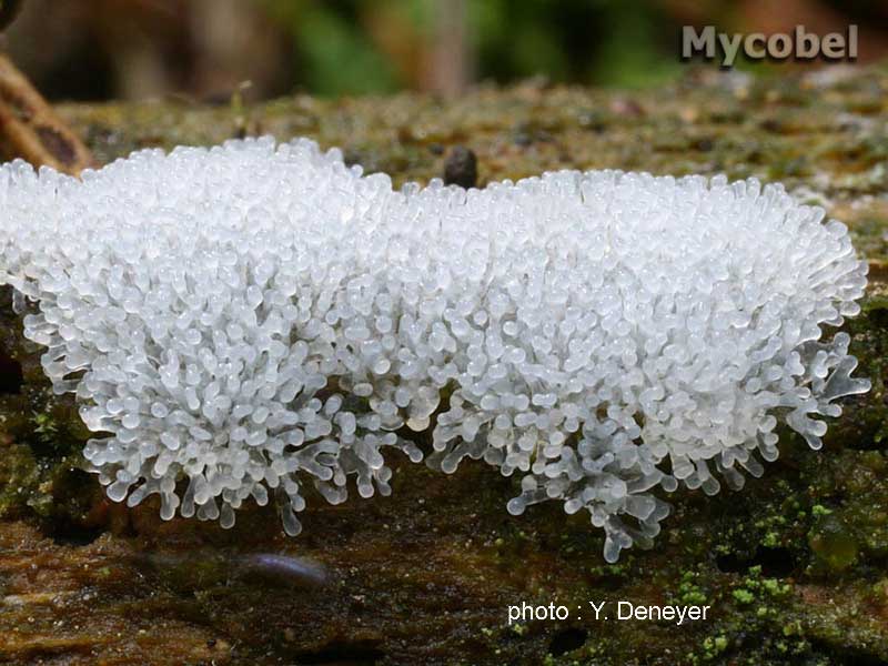 Ceratiomyxa mûrs