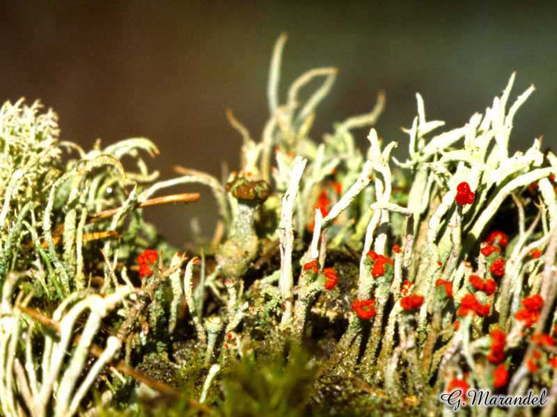lichens buissonnants
