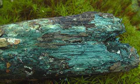 bois vert