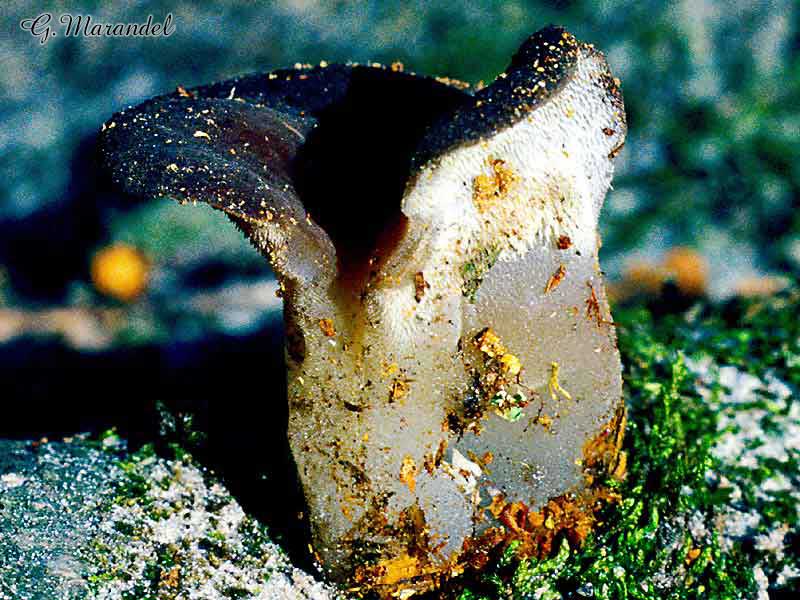 Tremellodon gélatinosum